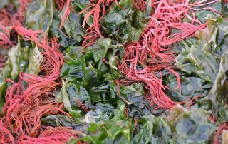dulse