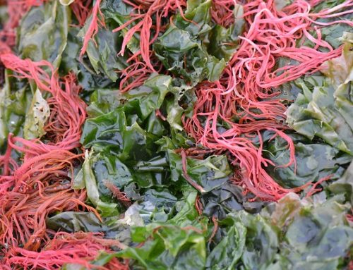 What is Dulse and Why Should it Be in Your Diet?