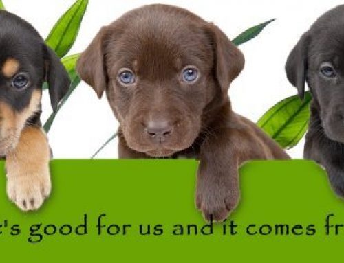 Keeping Your Dog Healthy Through Supplements