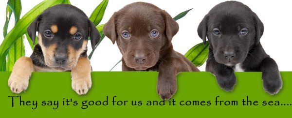 Keeping Your Dog Healthy Through Supplements