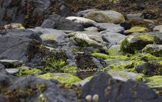 red, brown and green seaweed
