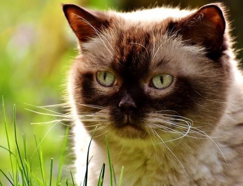 Why Your Cat Might Need a Supplement