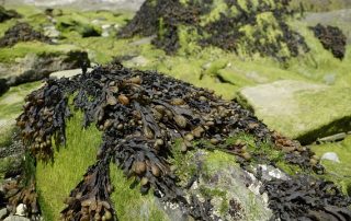 channelled wrack