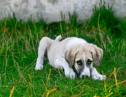 Pets Need Iodine in Their Diet to Stay Healthy
