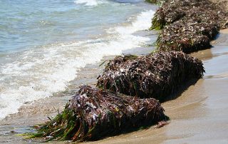 Knotted wrack