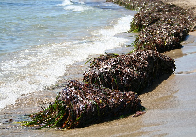 Knotted wrack