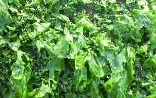 sea vegetables