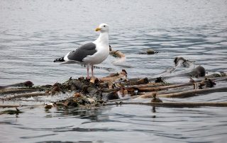 the many uses of seaweed