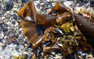 kelp