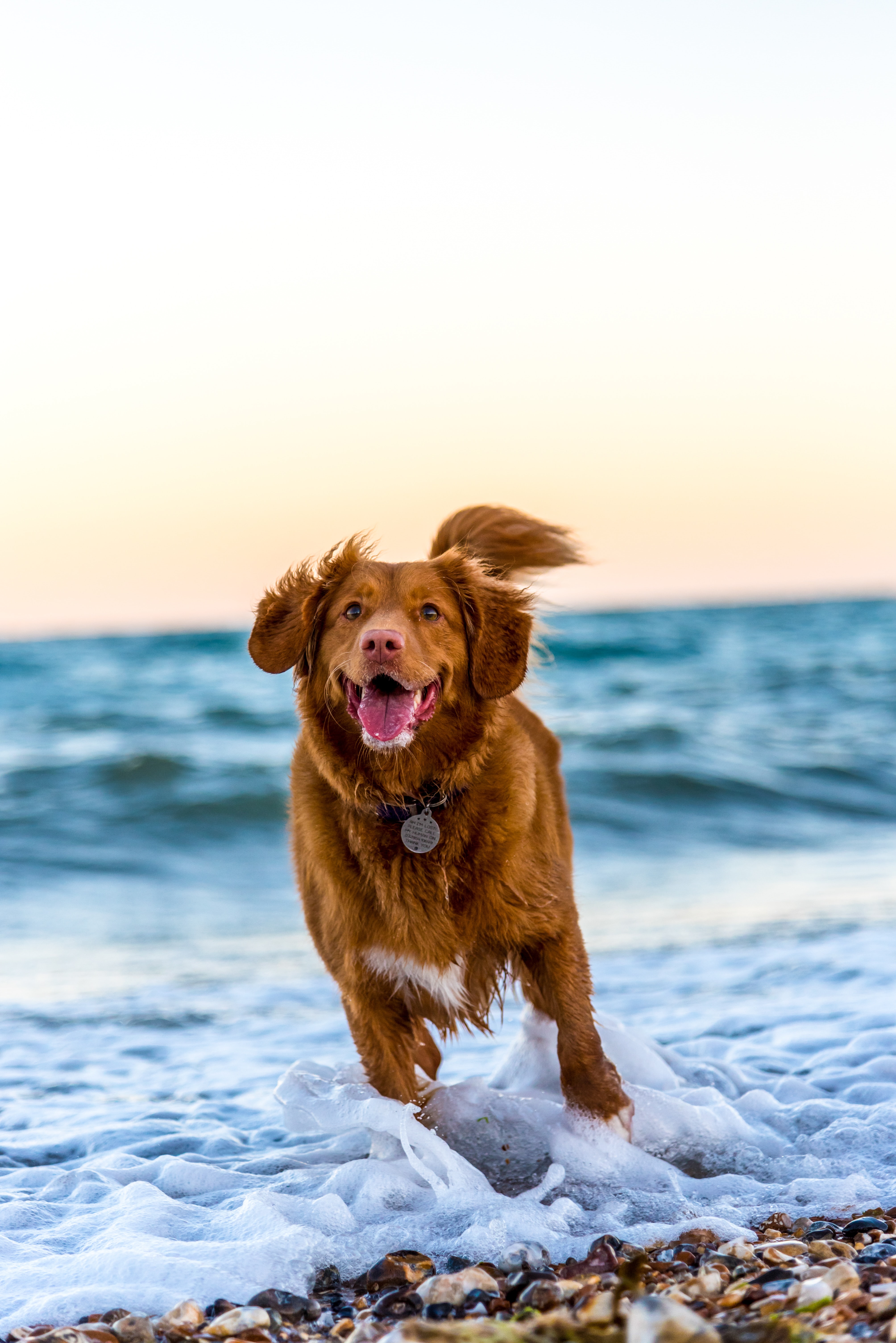 Pet Health and Seaweed
