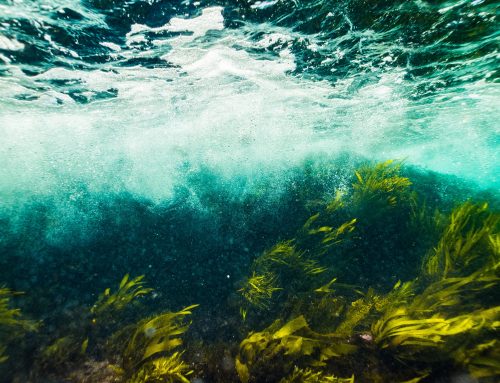 Sea Moss vs. Kelp vs. Plant Blends: Which Seaweed Supplement Is Actually Worth It?