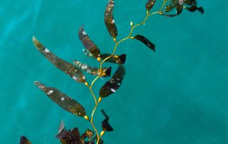 Iodine and Seaweed
