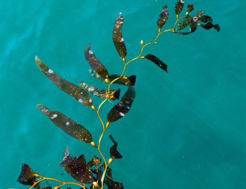 Why Does The Human Body Need Iodine? Can Seaweed Help?